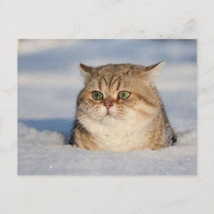 Cartão Postal gatos_e_neve7