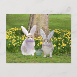 Cartão Postal Gatos Engraçados E Engraçados