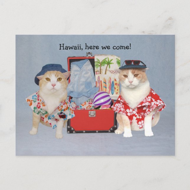 Cartão Postal Gatos Engraçados em Cruzeiro (Frente)