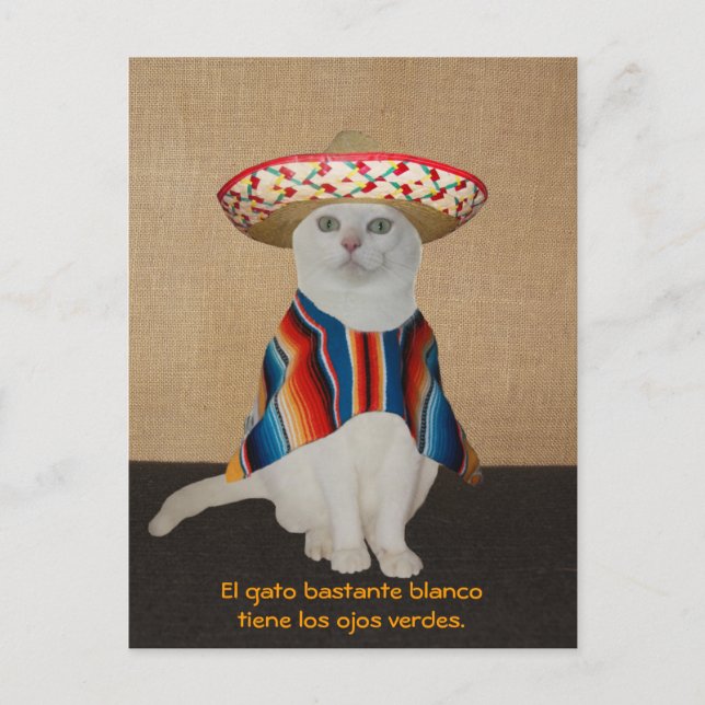 Cartão Postal Gatos Engraçados em Sombreros para Divertimento ou (Frente)
