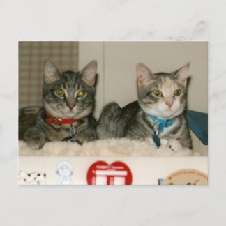 Cartão Postal gatos escatológicos