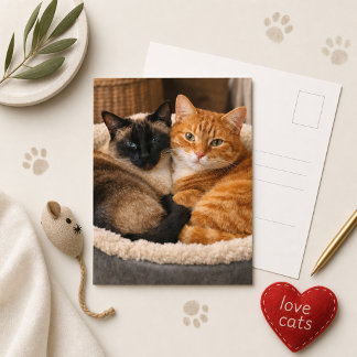 Cartão Postal Gatos Fofos Siameses e Gingers