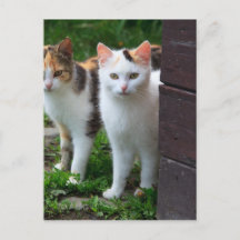 Gatos fora brincando