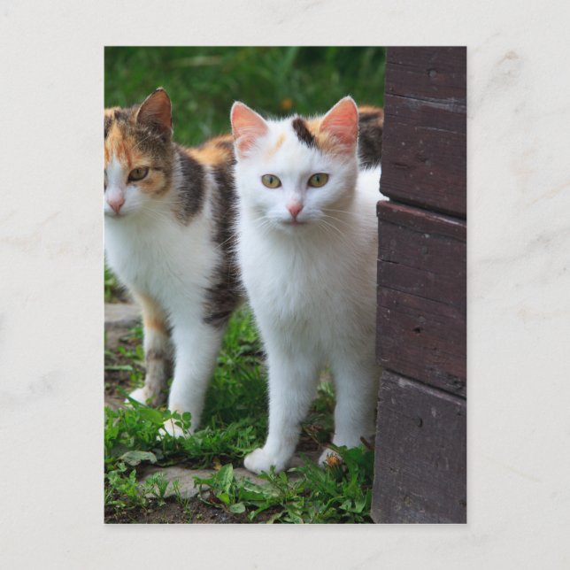 Cartão Postal Gatos fora brincando (Frente)