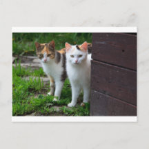 Gatos fora brincando