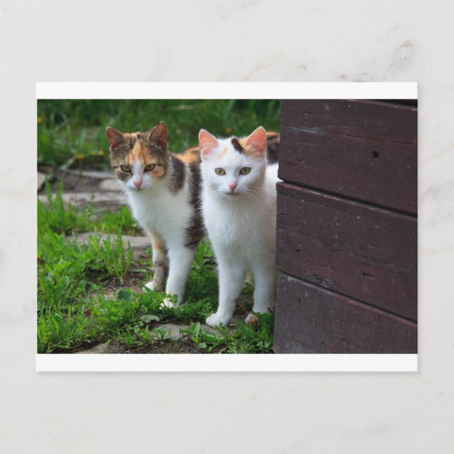 Cartão Postal Gatos fora brincando (Frente)