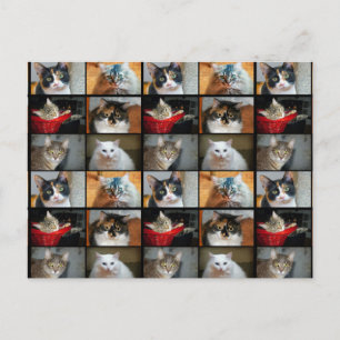 Cartão Postal Gatos Gatos