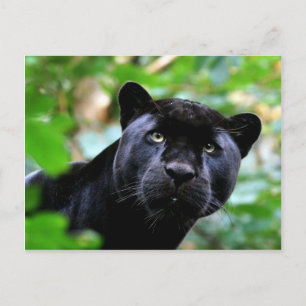Cartão Postal Gatos Grandes - 4