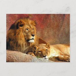 Cartão Postal Gatos Grandes - 6
