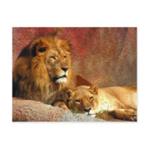 Gatos Grandes - 6