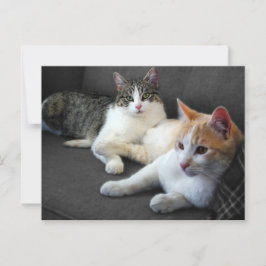 Cartão Postal Gatos Irmãos & Irmãs