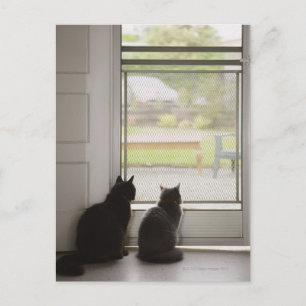 Cartão Postal Gatos olhando pela tela da porta