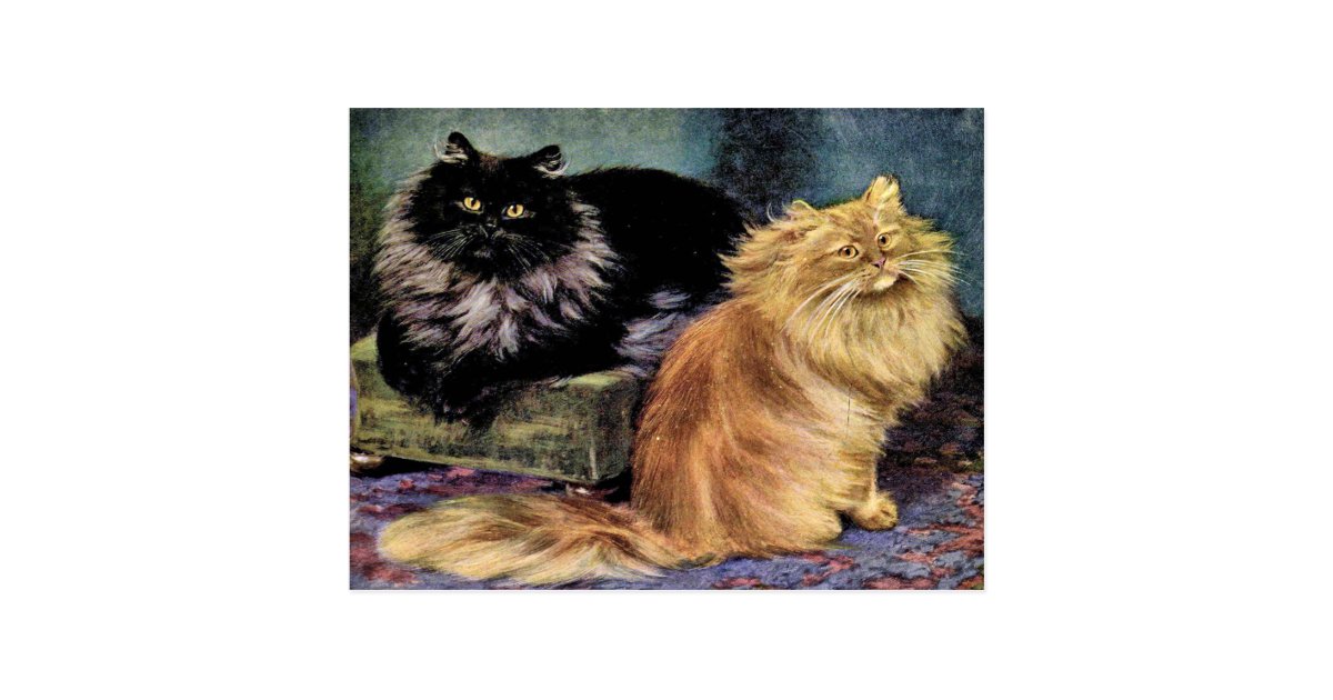 Cartao Postal Gatos Persas Fumo E Laranja Zazzle Com Br