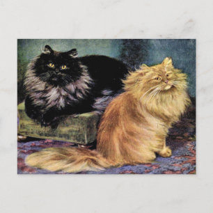 Cartão Postal Gatos Persianos, Fumaça e Laranja