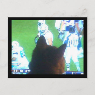 Cartão Postal gatos precisam de muito TV!