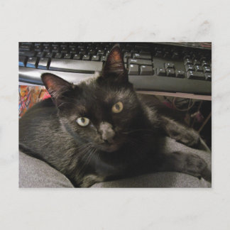 Cartão Postal Gatos Pretos São Incríveis