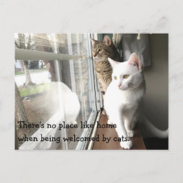 Cartão Postal Gatos sentados pela janela