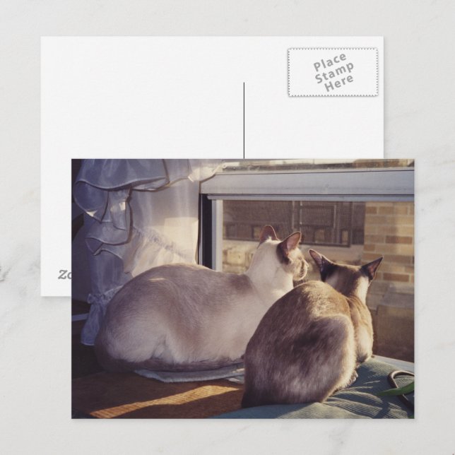 Cartão Postal Gatos Siameses Dois na Janela (2) (Frente/Verso)