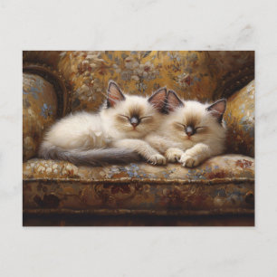 Cartão Postal Gatos Siameses Dormindo no Sofá Antigo