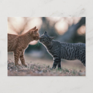 Cartão Postal Gatos Tabby Laranja e Cinza Tocando os Narizes