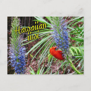 Cartão Postal Gavião iwi havaiano alimentado por Lobelia grayana