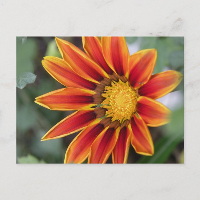 Cartão postal Gazania (Frente)