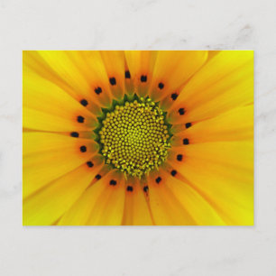 Cartão Postal Gazania