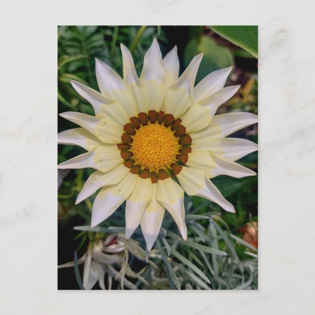 Cartão Postal Gazania Fllower Yellow White (Frente)