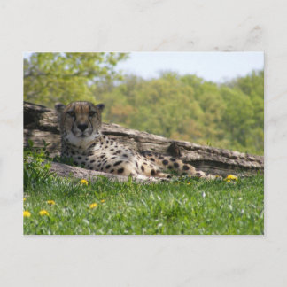 Cartão Postal Gaze do Gato: Cheetah