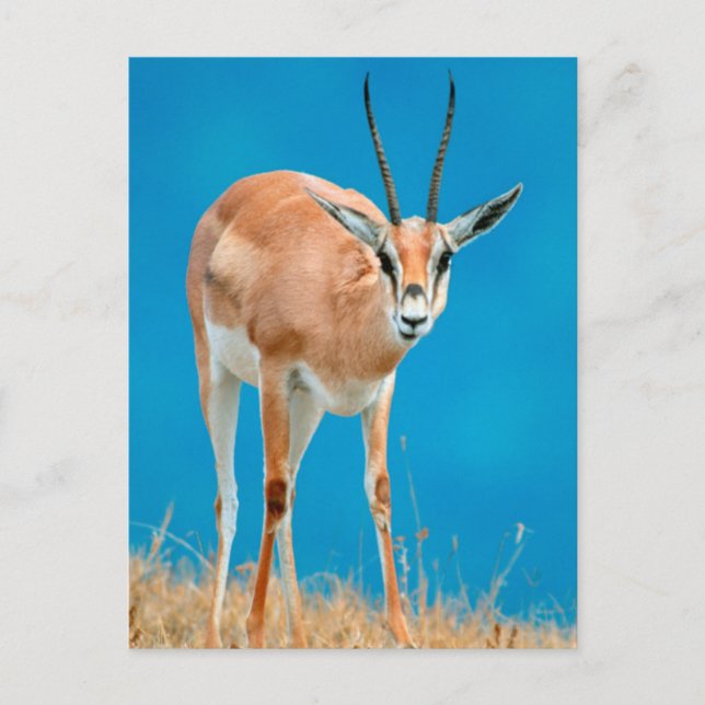 Cartão Postal Gazelle (Gazella Granti) Ewe Retrait (Frente)