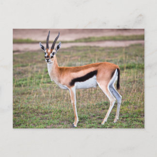 Cartão Postal Gazelle Postcard da Thomson