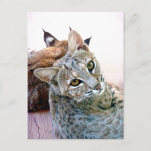 Cartão Postal Gazely Stare | Personalizável (Frente)