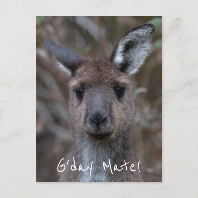 Cartão Postal G'Day Mate Kangaroo Austrália (Frente)