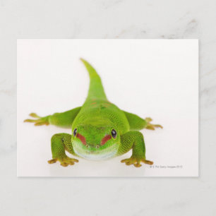 Cartão Postal Gecko do dia de Madagáscar (Phelsuma madagascarie