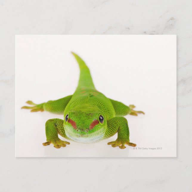 Cartão Postal Gecko do dia de Madagáscar (Phelsuma madagascarien (Frente)