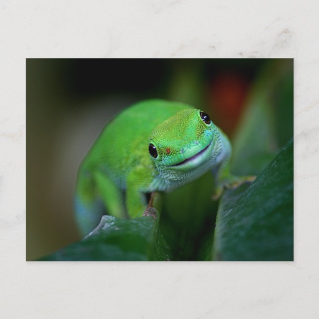 Cartão Postal Gecko do Dia de Madagáscar Verde (Frente)