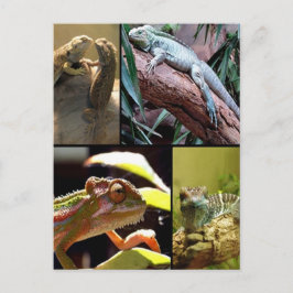 Cartão Postal Gecko lizards and Chameleons