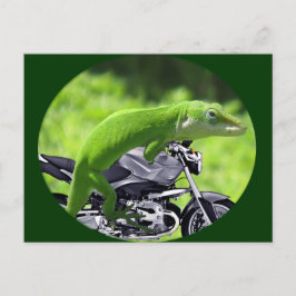 Cartão Postal Gecko Rider Verde Havaiano