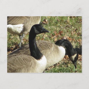 Cartão Postal Geese