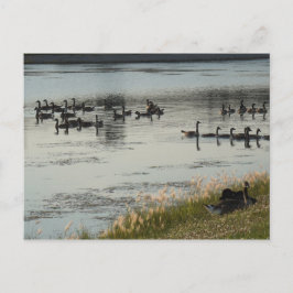Cartão Postal Geese