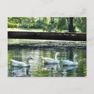 Cartão Postal Geese