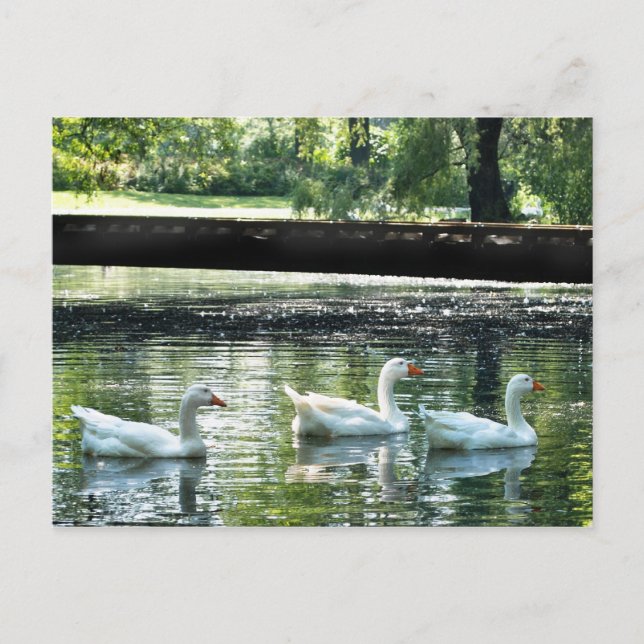 Cartão Postal Geese (Frente)