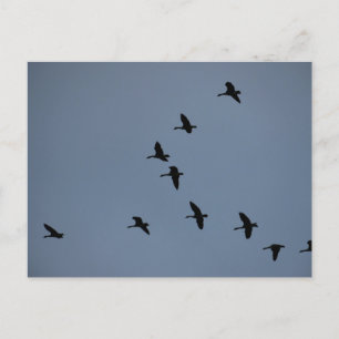 Cartão Postal Geese