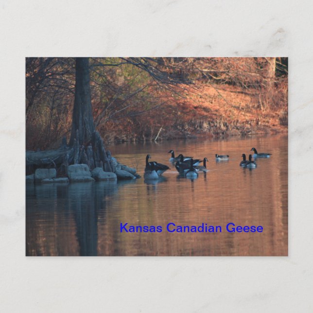 Cartão postal Geese do Kansas Canadense (Frente)