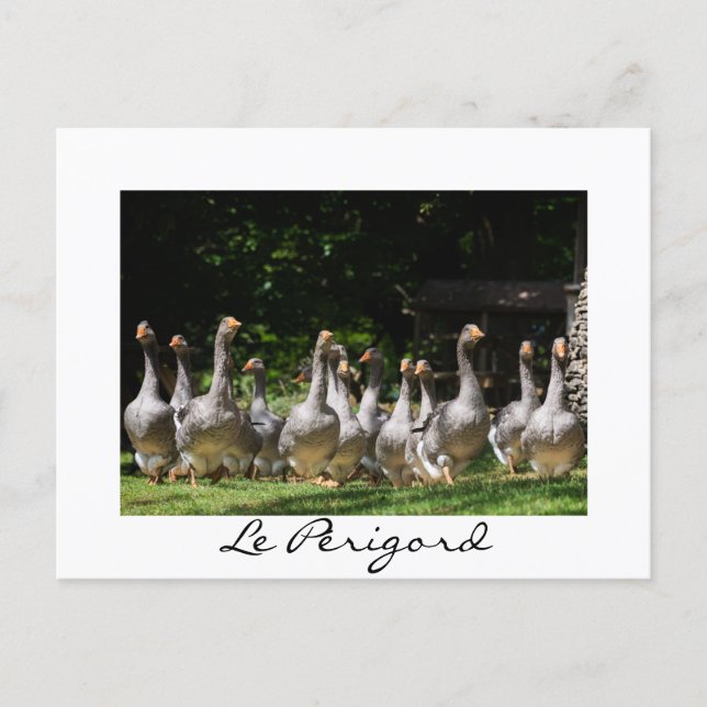 Cartão Postal Geese no Périgord — Cartão-postal branco (Frente)