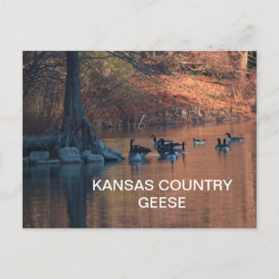 Cartão postal GEESE, PAÍS KANSAS