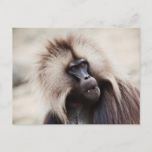 Cartão Postal Gelada Baboon, Etiópia