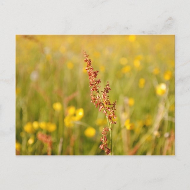 Cartão Postal Gelbe Sommerwiese (Frente)