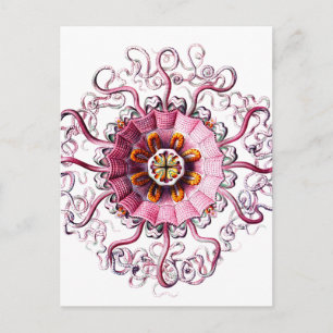 Cartão Postal geleia cor-de-rosa w pontos verdes cópia clara.pn