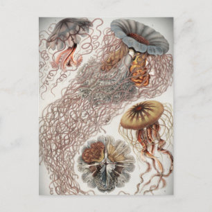 Cartão Postal Geleias (medusa) em cores pastosas